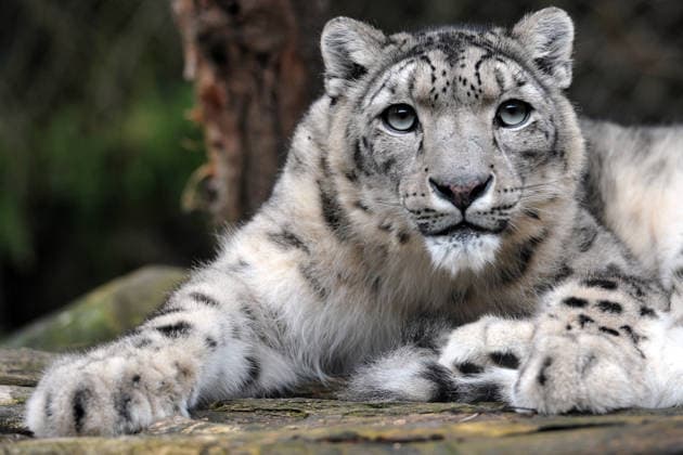December 20, 2025, Jihlava, Czech Republic: A female snow leopard in her enclosure at the municipal zoo in Jihlava, Czech Republic. The snow leopard is listed as Vulnerable on the IUCN Red List. These elusive big cats are often called ghosts of the mountains due to their solitary nature and excellent camouflage in their high-altitude habitat. Jihlava Czech Republic - ZUMAr156 20251220_aap_r156_001 Copyright: xSlavekxRutax