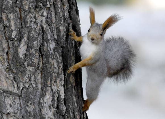 Squirrel s life during cold weather in Turkey s Kars KARS, TURKEY - OCTOBER 21: A squirrel is seen on a tree during cold weather at a forest in Kars, Turkey on October 21, 2017. Kars Turkey. Editorial use only. Please get in touch for any other usage.  Copyright: x2025xAnadoluxHüseyinxDemircix