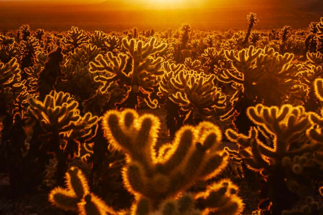 Kalendermotive: Joshua Tree National Park Sunrise Over Cholla Cactus Garden Joshua Tree, California, United States CR_SDHX251217-1915917-01