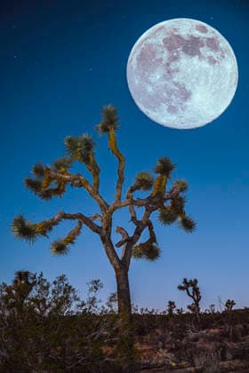 Joshua Tree Silhouette with Large Moon in Night Sky Joshua Tree, California, United States R_SDHX251217-1915914-01