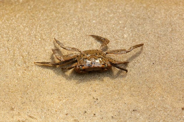 A small aquatic marsh crab on the sand at Santee Coastal Preserve, SC McClellanville, South Carolina, United States R_VAWG251219A-1917015-01