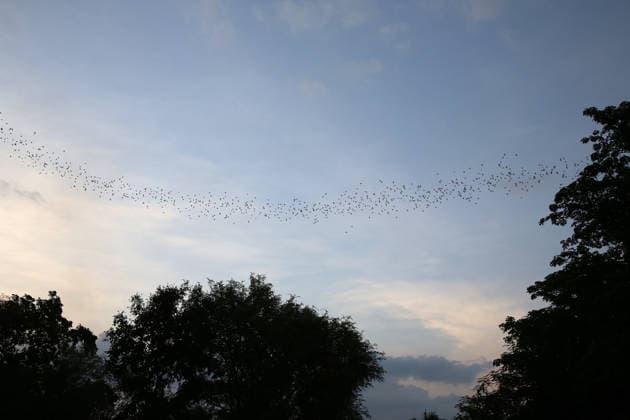 Asian wrinkle-lipped bats fly out of Phnom Sampeu caves each night to hunt insects. Battambang. Cambodia. 12.06.2017 Battambang Cambodia