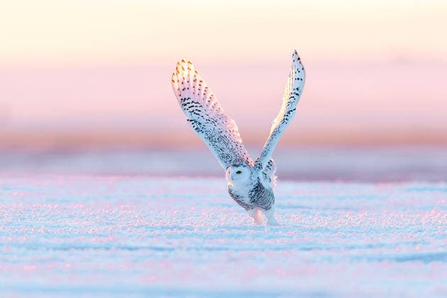 HULUNBUIR, CHINA - DECEMBER 22: A snowy owl glides over the snow-blanketed grasslands at Hadatu Ranch amid freezing temperatures of around minus 30 degrees Celcius on December 22, 2025 in Hulunbuir, Inner Mongolia of China.  Copyright: xVCGx 111611454484
