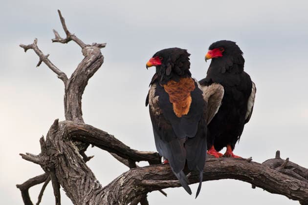 Bateleur pair perched on dry branch in Central Kalahari Botswana, FOF002163