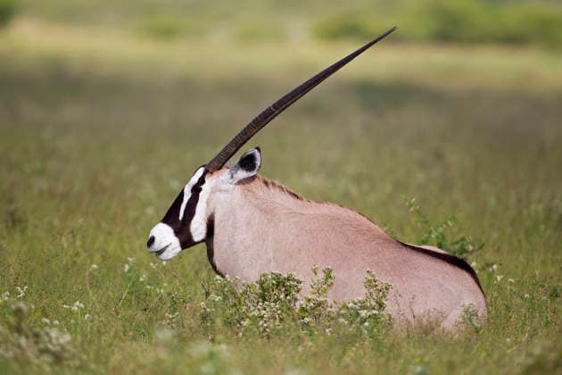 Gemsbok antelope resting in grass at Central Kalahari Game Reserve Botswana, FOF002171
