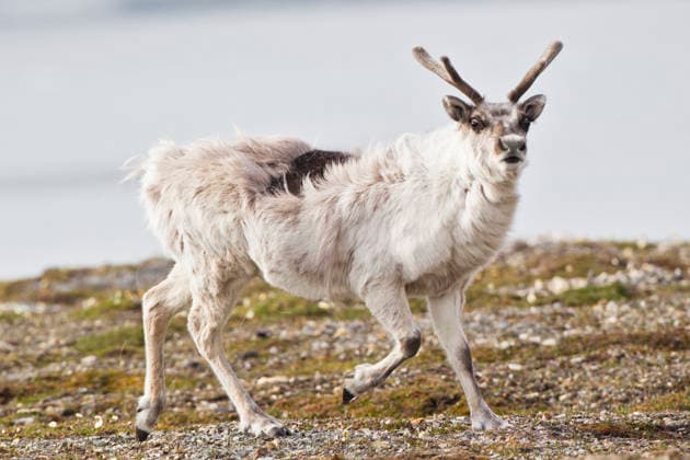 Reindeer with antlers in natural habitat, Svalbard Norway, FOF003720