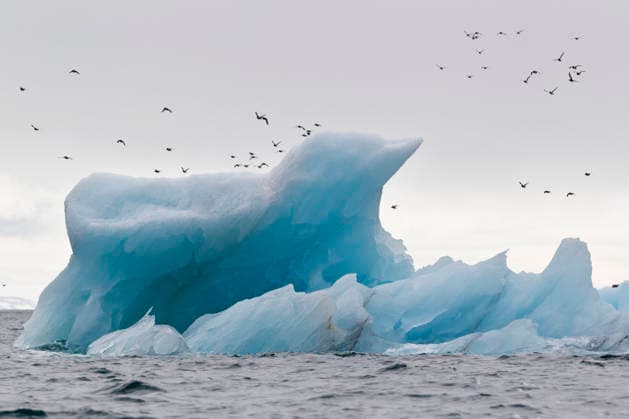 Iceberg and flock of little auks at Alkefjellet Svalbard Arctic Ocean, FOF003731