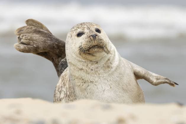 Seehund (Phoca vitulina), erwachsenes Tier, das auf dem Sand eines Strandes ruht, England, Großbritannien Common or Habor seal (Phoca vitulina) adult animal resting on the sand of a beach, England, United Kingdom Copyright: imageBROKER KevinxSawford ibxksa16012322.jpg