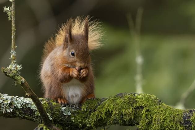 Rotes Eichhörnchen (Sciurus vulgaris), erwachsenes Tier beim Fressen einer Nuss auf einem Ast in einem Waldgebiet, England, Großbritannien Red squirrel (Sciurus vulgaris) adult animal eating a nut on a tree branch in a woodland, England, United Kingdom Copyright: imageBROKER KevinxSawford ibxksa16012664.jpg