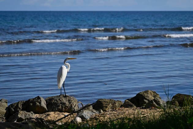 December 5, 2025 - Coxen Hole, Roatan, Honduras - A great egret (Ardea alba) stands along the shore on December 5, 2025, in Coxen Hole, Honduras. Roatan, an island in the Caribbean, about 40 miles off the northern coast of Honduras. The largest of the Bay Islands of Honduras. Coxen Hole Honduras - ZUMAbk3_ 20251205_zaf_bk3_039 Copyright: xDavidxBeckerx