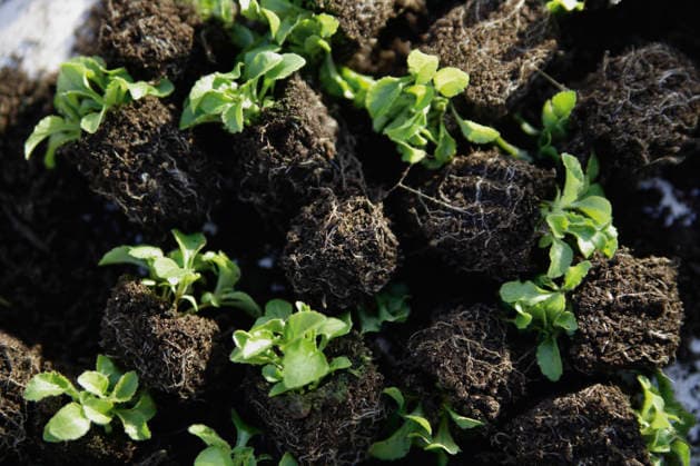 Canterbury bell seedlings in soil for biological food in greenhouse property released, TCF002065