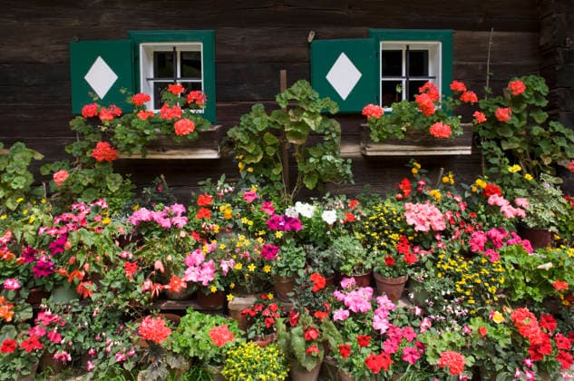 Colorful geranium flowers in window boxes on a traditional wooden farmhouse in Austria, WWF001330