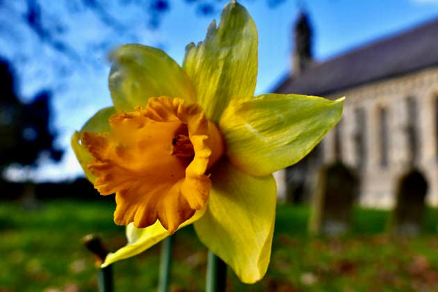 Seasonal weather An early Daffodil grows in the ancient churchyard., Credit:Geoffrey Swaine Avalon UK, Oxfordshire, Dunsden  Copyright: xGeoffreyxSwainex xAvalonx 1061464255