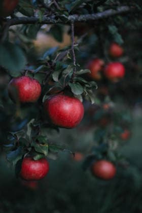 Red apple fruit hanging on tree branch with green nature background. Closeup of a branch with fresh red apples Red apple fruit hanging on tree branch with green nature background., 62695298.jpg RECORD DATE NOT STATED