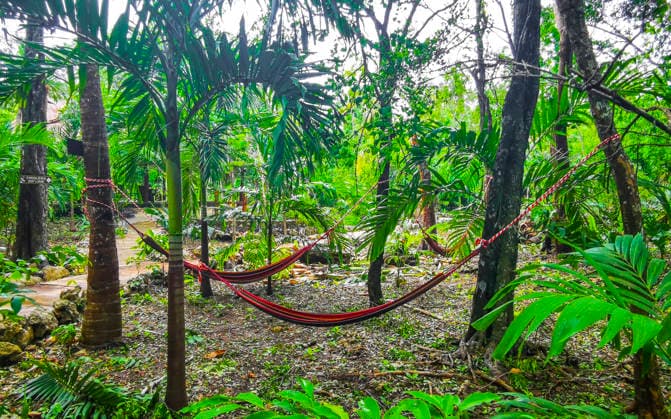 Yaxmuul and Yaxmulito Cenote park hammocks in tropical jungle Mexico. Yaxmuul and Yaxmulito Cenote park hammock hammocks in tropical jungle in Tulum Quintana Roo Mexico., 64765600.jpg RECORD DATE NOT STATED