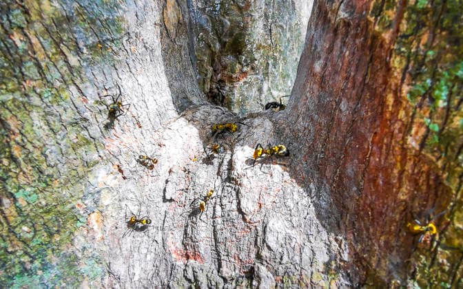 Creative Highlights World Golden giant carpenter ants climb around on a tree Mexico. Golden giant carpenter ants climb around on a tree in Tulum Quintana Roo Mexico., 64845336.jpg RECORD DATE NOT STATED