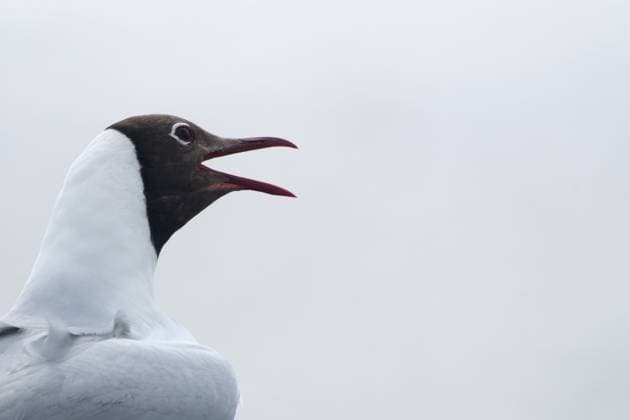 Portrait einer Lachmöwe (Chroicocephalus ridibundus), Eider-Sperrwerk, Nationalpark Wattenmeer, Schleswig Holstein, Deutschland Portrait of a Black-headed Black-headed Gull (Chroicocephalus ridibundus), Eider Barrage, Wadden Sea National Park, Schleswig Holstein, Germany Copyright: imageBROKER JoachimxMoebesxClaud ibxjmm15988962.jpg