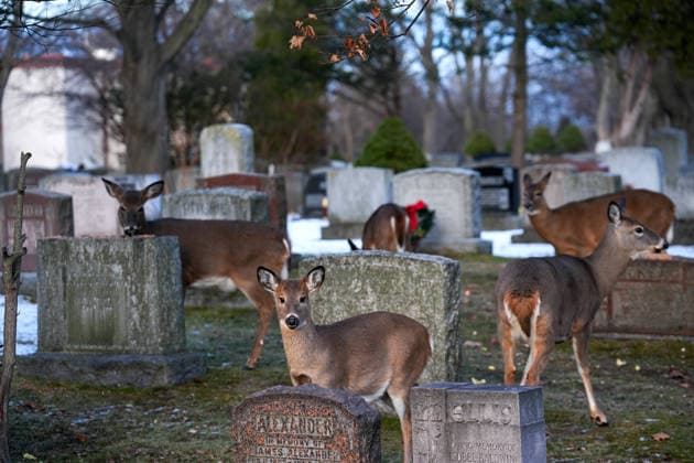 Deer in Toronto s Park Lawn Cemetery TORONTO, CANADA - DECEMBER 25 : A group of deer walk between tombstones at Park Lawn Cemetery in Toronto, Ontario on Christmas Day, December 25, 2025. Mert Alper Dervis Anadolu Toronto Canada. Editorial use only. Please get in touch for any other usage.  Copyright: x2025xAnadoluxMertxAlperxDervisx