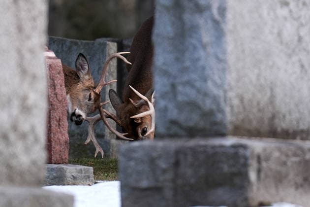 Deer in Toronto s Park Lawn Cemetery TORONTO, CANADA - DECEMBER 25 : Two deer are seen between tombstones at Park Lawn Cemetery in Toronto, Ontario on Christmas Day, December 25, 2025. Mert Alper Dervis Anadolu Toronto Canada. Editorial use only. Please get in touch for any other usage.  Copyright: x2025xAnadoluxMertxAlperxDervisx