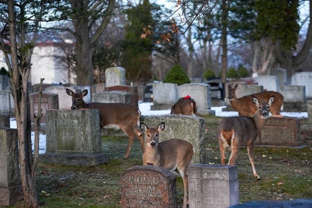 Deer in Toronto s Park Lawn Cemetery TORONTO, CANADA - DECEMBER 25 : A group of deer walk between tombstones at Park Lawn Cemetery in Toronto, Ontario on Christmas Day, December 25, 2025. Mert Alper Dervis Anadolu Toronto Canada. Editorial use only. Please get in touch for any other usage.  Copyright: x2025xAnadoluxMertxAlperxDervisx