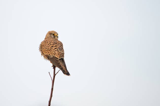 Creative Highlights World Turmfalke sitzt auf einem Ast, Falco tinnunculus wildtiere, Greifvogel Raubvogel, Lebensraum *** Turmfalke sits at a Branch, Falco tinnunculus wild animals, Bird of Prey Bird of prey, Living space 1133604778