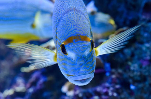 Creative Highlights World Single sailfin snapper with blue lines and bright yellow fins gliding through a tropical coral reef tank Single sailfin snapper with blue lines and bright yellow fins gliding through a tropical coral reef tank, 96814872.jpg RECORD DATE NOT STATED