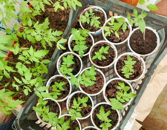 Top view of tomato seedlings in plastic containers. Farming concept, seasonal product Top view of tomato seedlings in plastic containers. Farming concept, seasonal product., 96991186.jpg RECORD DATE NOT STATED