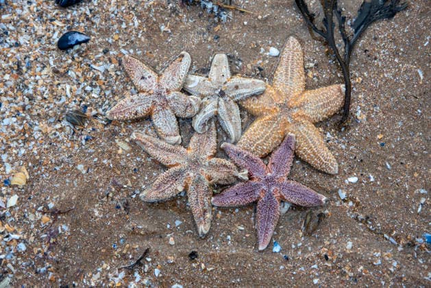 Mass starfish washed up on Margate Beach in Margate, UK - 27 Dec 2025 Five sea stars lie on the seashore after the storm. The very recent storm washed up hundreds of thousands of starfish, oysters and crabs on the Margate beach and the seafront. Starfish stranding is a natural occurrence that happen every year. Large stranding often occur after stormy weather when water currents become stronger and wash the starfish and other marine animals to the shore. Margate United Kingdom Copyright: xKrisztianxElekx xSOPAxImagesx SSS_20251227_STAR_FISH_0011005092