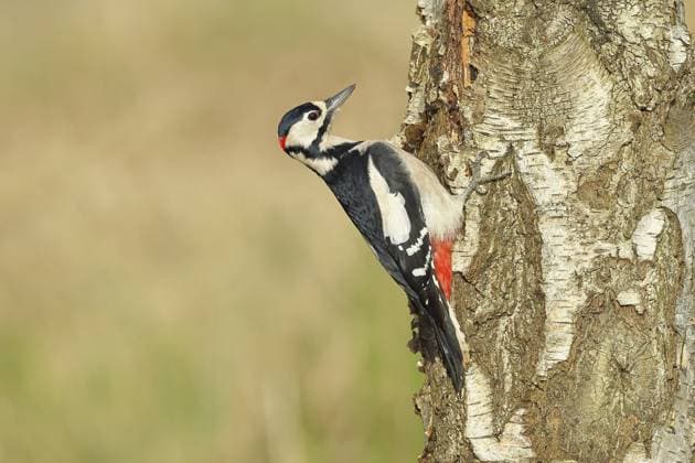 Creative Highlights World Buntspecht (Dendrocopus major), Männchen, bei der Nahrungssuche am Stamm einer Gemeine Birke (Betula pendula), Wildlife, Spechte, Naturfotografie, Herbst, Wilnsdorf, Nordrhein-Westfalen, Deutschland Great spotted woodpecker (Dendrocopus major), male, foraging on the trunk of a common birch (Betula pendula), wildlife, woodpeckers, nature photography, autumn, Wilnsdorf, North Rhine-Westphalia, Germany Copyright: imageBROKER BurkhardxSauskojus ibxbsa16023044.jpg