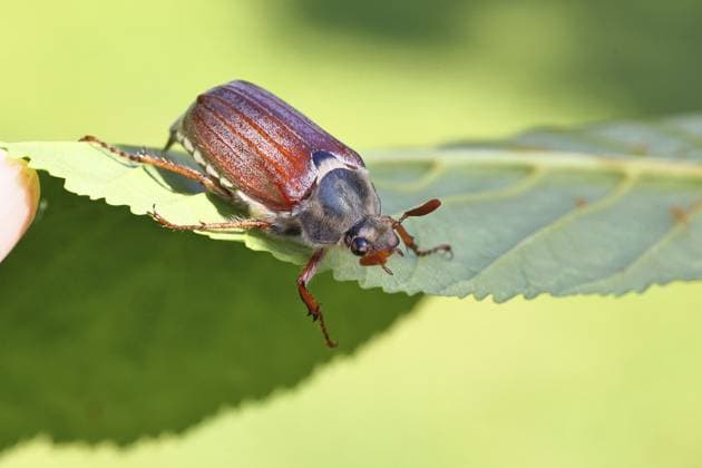 Maikäfer, Waldmaikäfer (Melolontha hippocastani), Männchen, auf Blatt einer Rosskastanie (Aesculus hippocastanum), Nahaufnahme, Wilnsdorf, Nordrhein-Westfalen, Deutschland May beetle, wood cockchafer (Melolontha hippocastani), male, on leaf of a horse chestnut (Aesculus hippocastanum), close-up, Wilnsdorf, North Rhine-Westphalia, Germany Copyright: imageBROKER BurkhardxSauskojus ibxbsa16023462.jpg