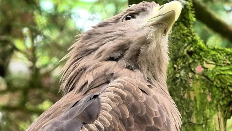 Experience the Majestic Hawk in its Natural Habitat, a true wonder of nature and wildlife A stunning and detailed closeup of a majestic hawk showcasing its beauty and fierce expression in the wild, 97092022.jpg RECORD DATE NOT STATED