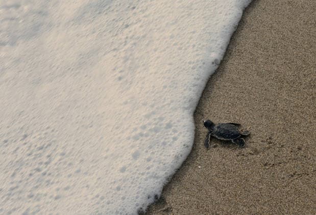 December 27, 2025, Malang, East Java, Indonesia: release a Olive ridley turtle (Lepidochelys olivacea) at BSTC (Bajulmati Sea Turle Convervation) area in Bajulmati beach, Malang, East Java, Indonesia, on December 27, 2025 Malang Indonesia - ZUMAr335 20251227_zip_r335_007 Copyright: xAmanxRochmanx