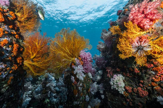 beautiful and healthy coral in the southern Andaman Sea Phiman, Satun, Thailand CR_THHE251226A-1892556-01
