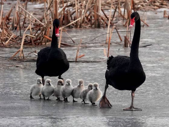 BEIJING, CHINA - DECEMBER 26: Newly hatched swan cygnets, accompanied by their parents, take wobbly steps across icy waters at the Old Summer Palace, also known as Yuanmingyuan Park, on December 26, 2025 in Beijing, China.  Copyright: xVCGx 111612320699