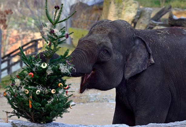 Christmas gift to the animals - feeding Christmas trees to animals at the zoo in Prague, Czech Republic, December 29, 2025. The animals at Prague Zoological Garden enjoy Christmas trees donated to the zoo by sellers who had not sold them before the holidays. (CTKxPhoto KaterinaxSulova) CTKPhotoP2025122902874  CTKPhotoP2025122902874