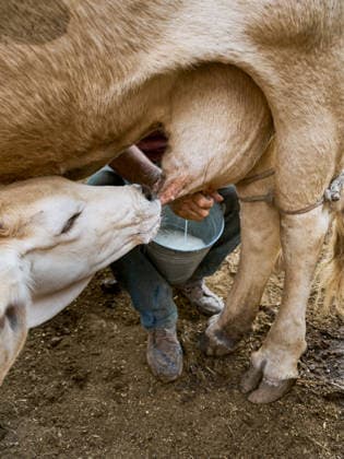 Calf drinking milk from its mother in the barn Autlán, Jalisco, Mexico R_GEZU251226F8-1915706-01