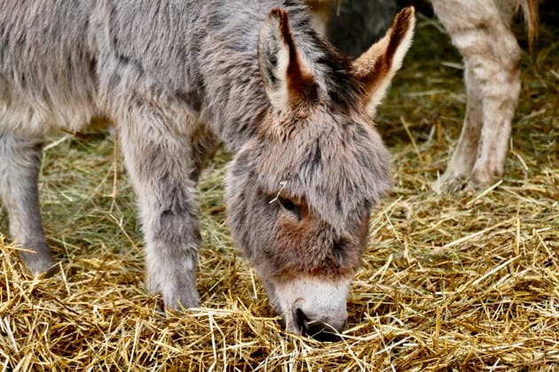 Seasonal weather, Island Farm donkeys on a cold grey day Donkeys out in their paddocks on a cold, grey day in the countryside. Island Farm Donkey Sanctuary is a registered charity that cares for ill-treated and neglected donkeys and other animals. They currently have over 100 donkeys that we they for passionately. The first donkeys arrived in the late Eighties and this initial rescue work was privately funded In 1997 the Sanctuary became affiliated to a charity allowing the rescue work to continue while fund raising and promotion could began in earnest with appearances at country shows, steam rallies and village fetes. This initial period was invaluable because it gave the chance to prove that the Sanctuary could be run as a business while  Copyright: xGeoffreyxSwainex xAvalonx 1062160259