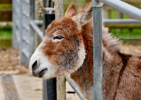 Seasonal weather, Island Farm donkeys on a cold grey day Donkeys out in their paddocks on a cold, grey day in the countryside. Island Farm Donkey Sanctuary is a registered charity that cares for ill-treated and neglected donkeys and other animals. They currently have over 100 donkeys that we they for passionately. The first donkeys arrived in the late Eighties and this initial rescue work was privately funded In 1997 the Sanctuary became affiliated to a charity allowing the rescue work to continue while fund raising and promotion could began in earnest with appearances at country shows, steam rallies and village fetes. This initial period was invaluable because it gave the chance to prove that the Sanctuary could be run as a business while  Copyright: xGeoffreyxSwainex xAvalonx 1062160299
