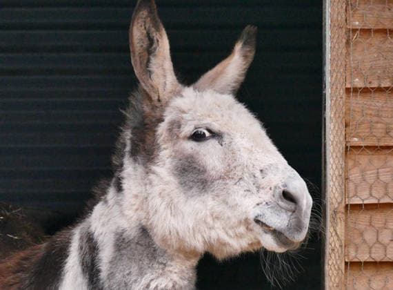 Seasonal weather, Island Farm donkeys on a cold grey day Donkeys out in their paddocks on a cold, grey day in the countryside. Island Farm Donkey Sanctuary is a registered charity that cares for ill-treated and neglected donkeys and other animals. They currently have over 100 donkeys that we they for passionately. The first donkeys arrived in the late Eighties and this initial rescue work was privately funded In 1997 the Sanctuary became affiliated to a charity allowing the rescue work to continue while fund raising and promotion could began in earnest with appearances at country shows, steam rallies and village fetes. This initial period was invaluable because it gave the chance to prove that the Sanctuary could be run as a business while  Copyright: xGeoffreyxSwainex xAvalonx 1062160339