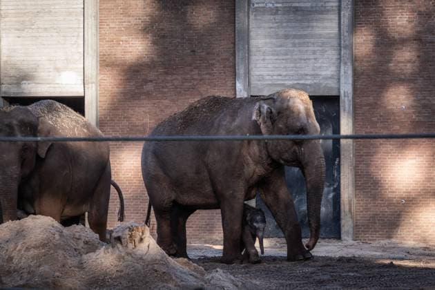 AMSTERDAM - The newborn elephant calf, Mook Uhm, at Artis Zoo, is going outside for the first time. The Asian elephant calf was born on Christmas Eve. ANP DINGENA MOL netherlands out - belgium out  Copyright: xx x546027706x originalFilename: 546027706.jpg