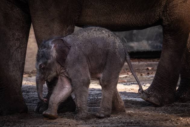 AMSTERDAM - The newborn elephant calf, Mook Uhm, at Artis Zoo, is going outside for the first time. The Asian elephant calf was born on Christmas Eve. ANP DINGENA MOL netherlands out - belgium out  Copyright: xx x546027841x originalFilename: 546027841.jpg