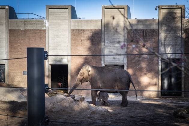 AMSTERDAM - The newborn elephant calf, Mook Uhm, at Artis Zoo, is going outside for the first time. The Asian elephant calf was born on Christmas Eve. ANP DINGENA MOL netherlands out - belgium out  Copyright: xx x546028179x originalFilename: 546028179.jpg