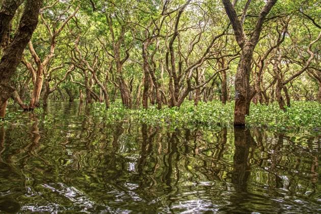 Mangroven-Bäume, Mangroven-Wald, südliches Louisiana, Golf von Mexico, USA Mangrove trees, mangrove forest, southern Louisiana, Gulf of Mexico, USA Copyright: imageBROKER KurtxAmthor ibxamt16087893.jpg