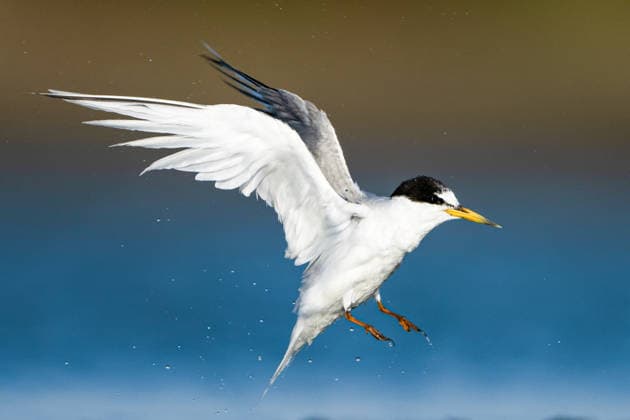 Creative Highlights World Common terns on their migratory journey BURSA, TURKIYE - AUGUST 09: A tern flies over the shores of Karacabey district, on August 09, 2025 in Bursa, Turkiye. Terns, feed on small fish found in seas, lakes, and streams along their migration routes. Alper Tuydes Anadolu Bursa Turkey. Editorial use only. Please get in touch for any other usage.  Copyright: x2025xAnadoluxAlperxTuydesx