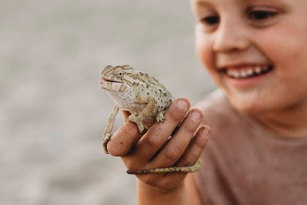 Cute boy holding chameleon at beach in summer San Diego San Diego, California, United States CR_TANI251229-1923034-01 ,model released, Symbolfoto