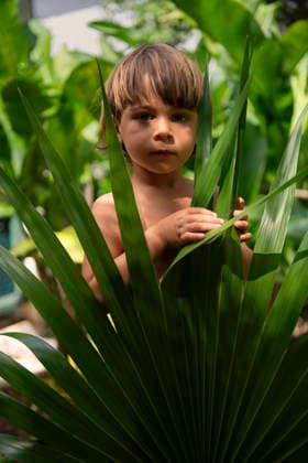 Young boy behind palm leaf in lush tropical environment Bridgetown, Saint Michael, Barbados CR_WDJM251229-1926533-01 ,model released, Symbolfoto