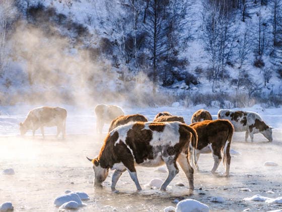 (260101) -- ARXAN, Jan. 1, 2026 -- Cattle drink water in the Halha River in the city of Arxan of Hinggan League, north China s Inner Mongolia Autonomous Region, Jan. 1, 2026. Despite Arxan s frigid winter cold, this geothermally-affected section of the Halha River never freezes, which attracts great amount of tourists in winter. ) CHINA-INNER MONGOLIA-ARXAN-HALHA RIVER-WINTER TOURISM (CN) MaxJinrui 