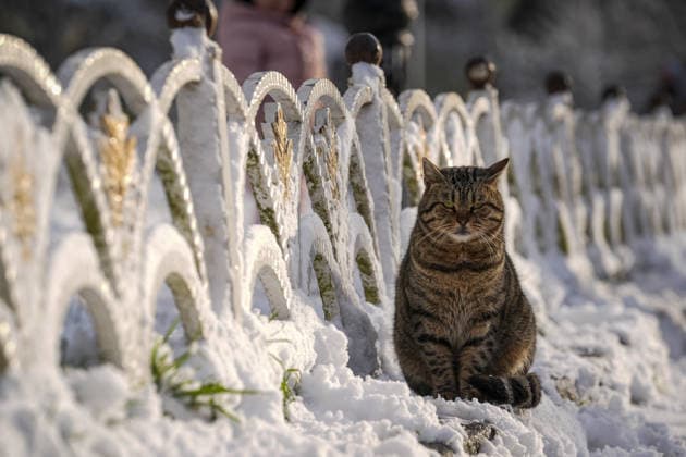 Snowfall continues in Istanbul on the first day of the new year ISTANBUL, TURKIYE - JANUARY 01: A cat is seen among snow-covered streets as snow continues to affect parts of the city during the first day of the New Year in Istanbul, Turkiye on January 1, 2026. Beyza Comert Anadolu Istanbul Turkey. Editorial use only. Please get in touch for any other usage.  Copyright: x2026xAnadoluxBeyzaxComertx
