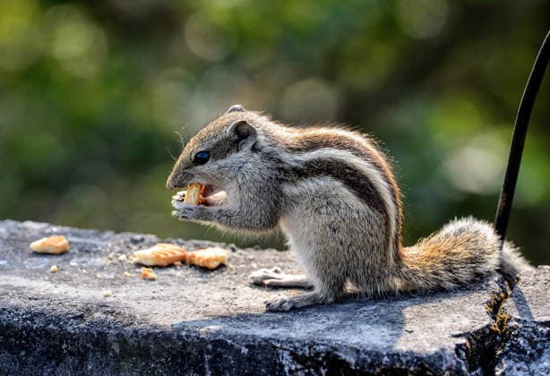 A squirrel eats a biscuit on a wall Siliguri, Jan 01 (ANI): A squirrel eats a biscuit on a wall, in Siliguri on Thursday. Siliguri West Bengal India Copyright: xANIx ANI_20260101196
