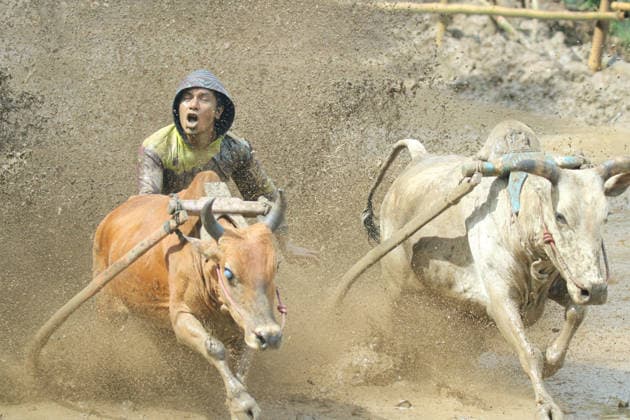 Traditional Indonesia Cow Racing in 2026 WEST SUMATRA, INDONESIA - JANUARY 3: Sumatran people compete with cows in the muddy rice fields at the Indonesia Cow Racing known as Pacu Jawi held to celebrate the end of the harvest season in Tanah Datar district of West Sumatra, Indonesia, on January 3, 2026. Pacu Jawi is an annual cattle race held every year after the rice harvest, which has been a hereditary tradition that is now an attraction for local and foreign tourists. Adi Prima Anadolu West Sumatra Indonesia. Editorial use only. Please get in touch for any other usage.  Copyright: x2026xAnadoluxAdixPrimax